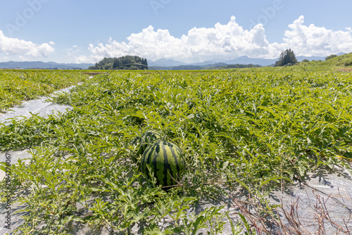 Fototapeta 西瓜畑と夏の空（山形県尾花沢市）