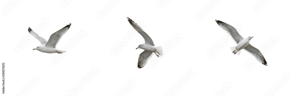 Obraz premium Set of seagulls flying isolated on white background, coastal sea gull bird in motion with spread wings, dynamic animal wildlife nature stock PNG cutout graphic elements for creative design projects