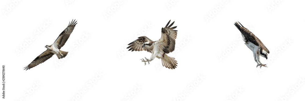 Fototapeta premium Set of ospreys flying isolated on white background, fish hawk raptor bird in motion with spread wings, dynamic animal wildlife nature stock PNG cutout graphic elements for creative design projects
