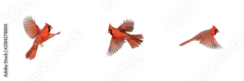 Obraz na plátne Set of northern cardinals flying isolated on white background, red bird in motio