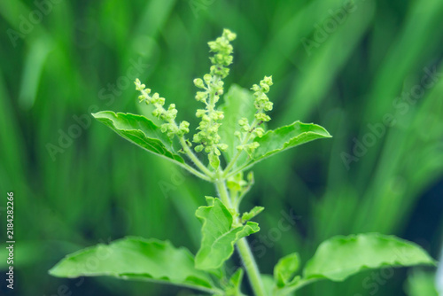 Close up of fresh holy basil leaves and flower heads in a garden.A high-quality close-up macro shot showcasing the vibrant green leaves and flowering stalks of a fresh holy basil plant 