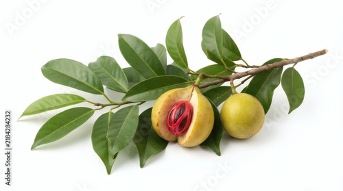 Nutmeg branch with fresh green fruits, leaves, and cracked open pod showing red mace aril isolated on white background