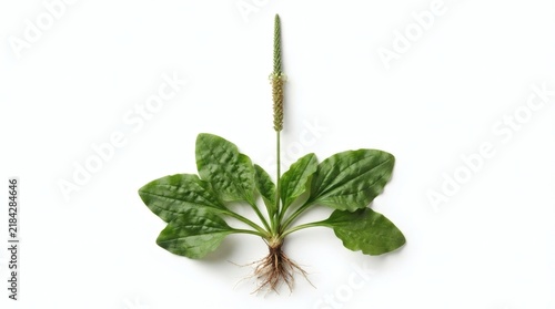 Plantain herb with broad leaves, roots, and seed spike, isolated on white, emphasizing its natural botanical form and herbal use