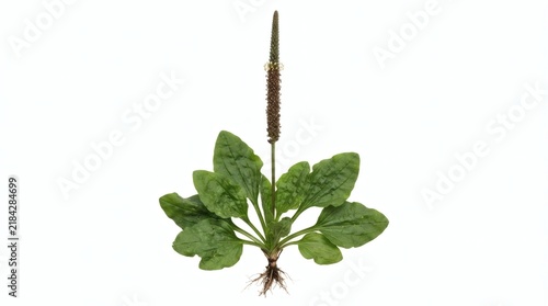 Greater Plantain Plant Isolated on White Background Featuring Green Rosette Leaves and Flowering Spikes for Botanical Research and Herbal Medicine