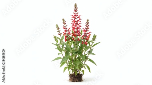 Red Flowering Medicinal Plant with Vibrant Crimson Blooms and Green Foliage Isolated on White Background