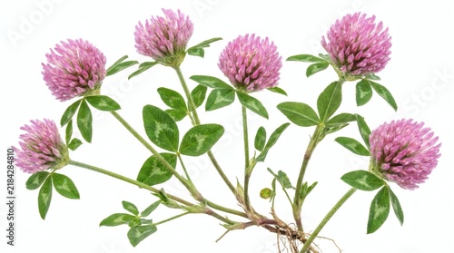 Red clover plant with pink flower heads and green leaves, isolated on white background