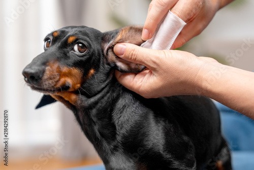 A person hand cleans the ear of a black and tan dachshund dog using a cotton wipe at home, a concept of pet grooming and hygiene care.