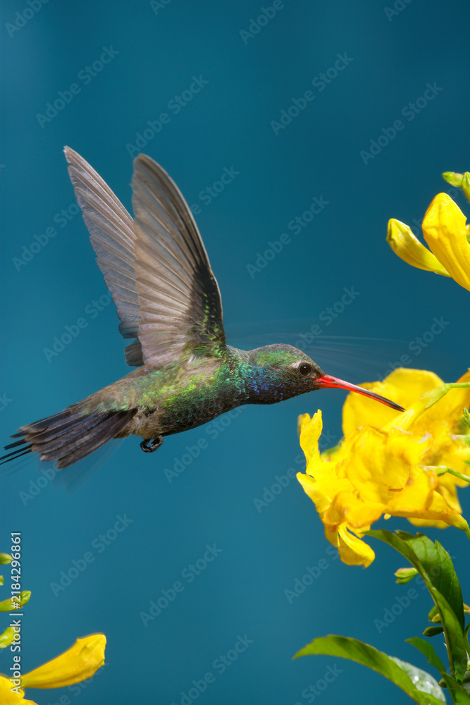 Fototapeta premium Broad-billed hummingbird feeding on a flower, with some wing movement