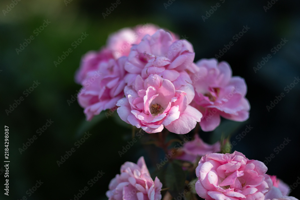 Fototapeta premium Collection of beautiful pink flowers 