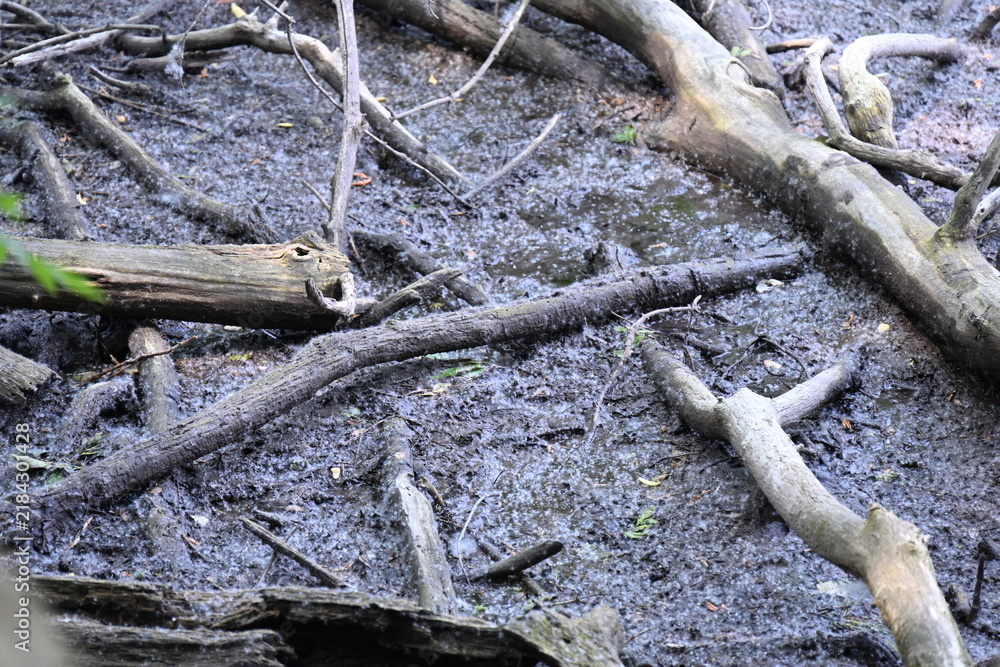 Fototapeta premium Wooden Log on a Riverbank in the Forest, Fallen wooden log lying on the riverbank surrounded by green forest and natural vegetation. Peaceful woodland landscape with water, trees and untouched nature.