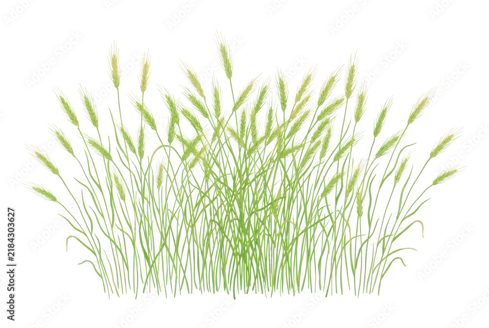 Obraz premium 白背景に孤立した、みずみずしく青々とした緑色の麦の穂や野生の草が群生している様子を、シンプルかつ繊細なタッチで描いたベクターイラストレーション。自然や農業、春から夏にかけての季節感を表現するデザインの背景や挿絵素材に最適です。