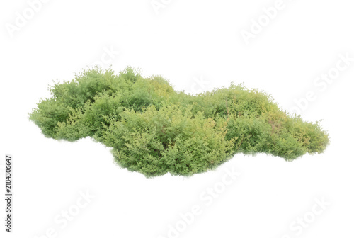 白い背景から切り抜かれた、自然な緑色の低木や茂みの植物のクローズアップ。庭園のデザインや造園のプロジェクト、建築のパース図、デジタル合成に最適な、詳細でリアルな質感を持つ植物の素材。