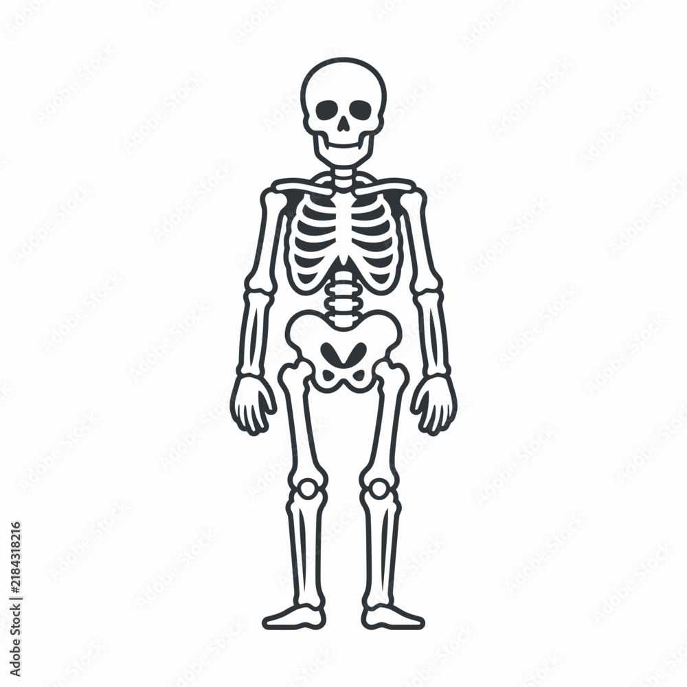Fototapeta premium Human Skeleton Anatomical Line Art Illustration for Education AQ