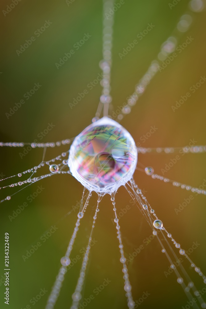 Obraz premium Macro shot of a dewdrop on a spider web reflecting rainbow colors