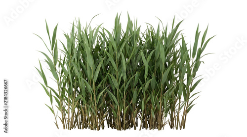 Lush green stalks of wild river reeds featuring sharp pointed leaves and dense stems captured in high resolution daylight photography isolated clearly on transparent background