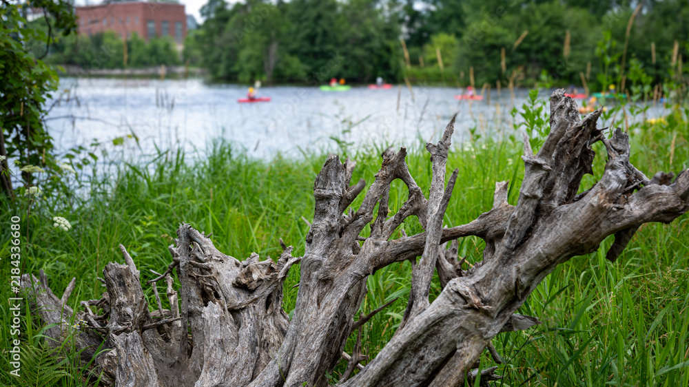 Fototapeta premium Wausau Wisconsin Riverview Landscape with Weathered Tree Roots and Distant Kayakers
