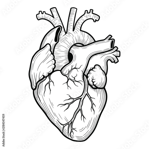 Detailed line art illustration of a human anatomical heart
