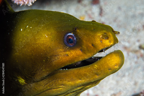 Cuadro en lienzo Green moray eel head emerging over a sandy seafloor in Key Largo