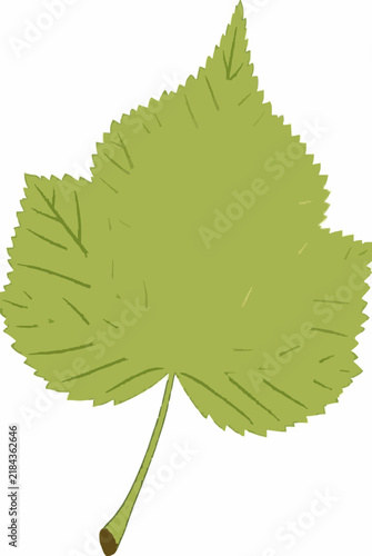 Green linden leaf with bright sunlight shining through its center, flat vector illustration on a white background