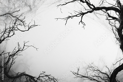 Spooky eerie scene with bare tree branches and delicate spider webs creating haunting atmosphere in black and white