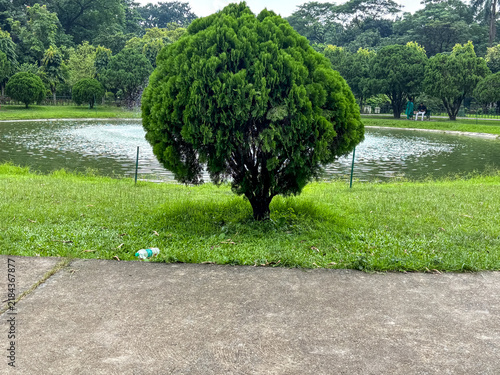 Fotografía Manicured green thuja shrub on lawn near pond in public garden.