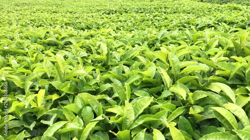 tea plantation, green tea leaves
