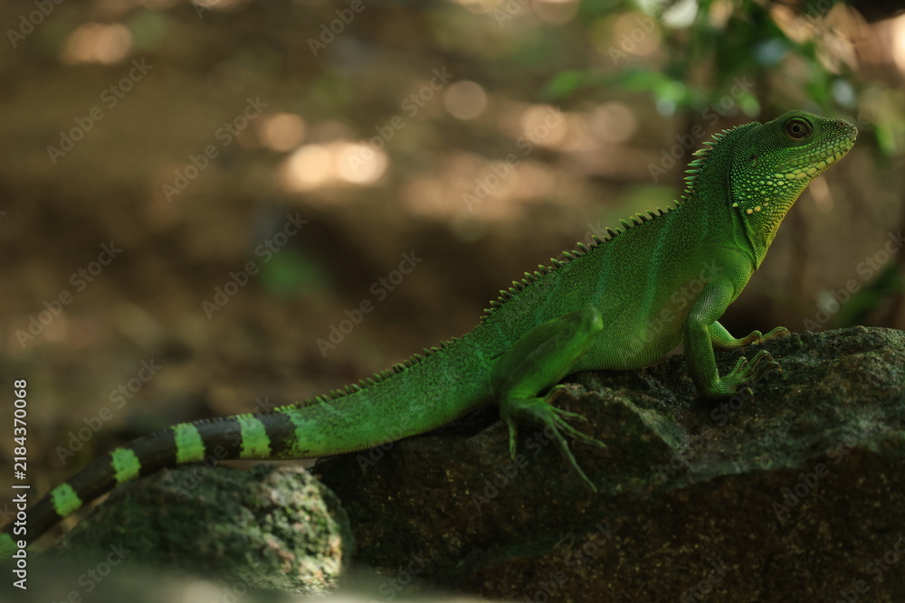 Fototapeta premium A vibrant green Chinese water dragon (Physignathus cocincinus) resting on a dark wet rock in a tropical forest ecosystem, wild exotic reptile wildlife in its natural habitat Khao Yai National Park 