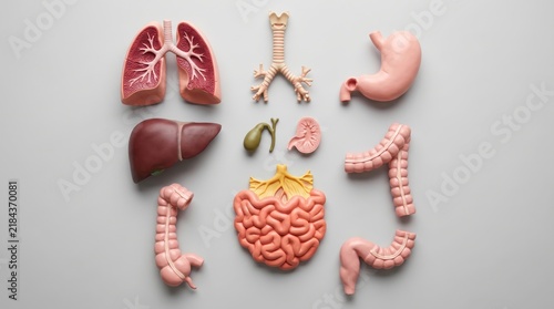 Top view flat lay of anatomical plastic models representing human internal organs arranged on a neutral background.