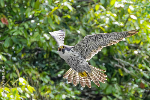 Canvastavla 鳴きながら飛ぶハヤブサ(Peregrine Falcon)