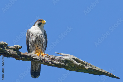 Foto 青空とハヤブサ(Peregrine Falcon)