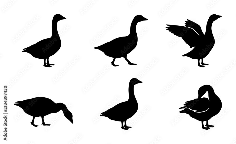Obraz premium Black Goose Silhouettes, Vector Set: Graceful Waterfowl Poses, Wildlife Graphics, Farm Birds