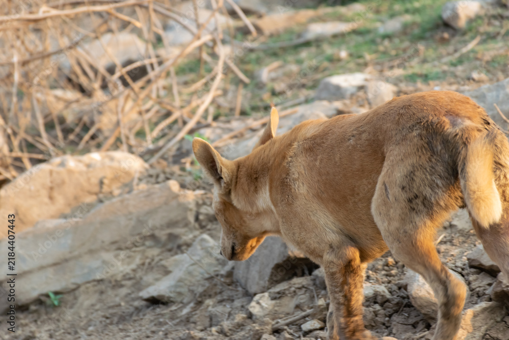 Fototapeta premium Brown dog walking across dry rocky ground warm sunlight its head lowered showing natural canine behavior rugged outdoor environment