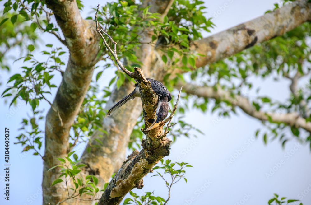 Obraz premium Hornbill searching for food under the weathered tree branch