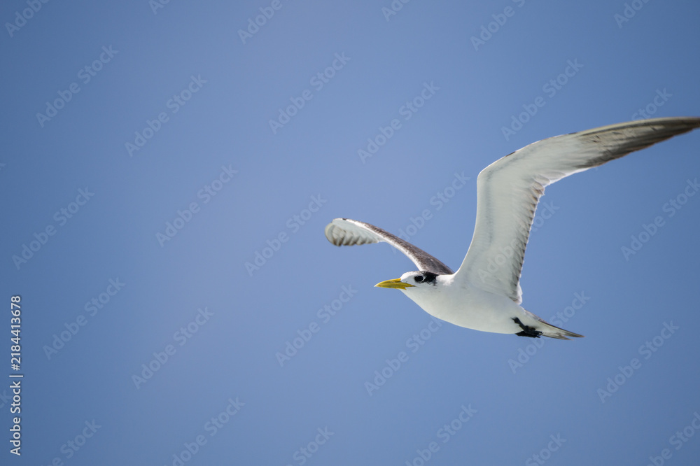 Obraz premium Tern flying through a clear blue sky with wings extended