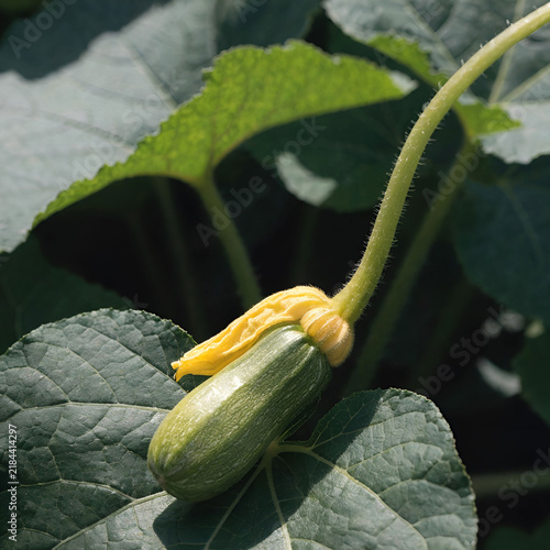young green sprout zucchini with yellow bud