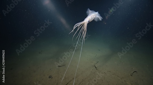 Deep-sea squid hovering above a vast abyssal sediment environment.