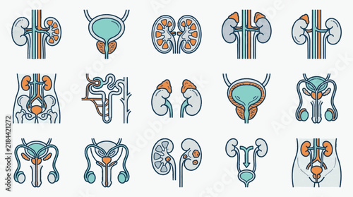 Set of 15 flat vector icons depicting human urinary system anatomy, kidneys, bladder, adrenal glands, ureters, nephron structure, and male reproductive organs in teal and orange.