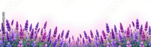 Lavender flowers with purple bulbs and green stems on a white background with pink gradient.