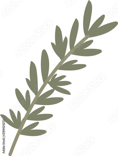 Rosemary illustration