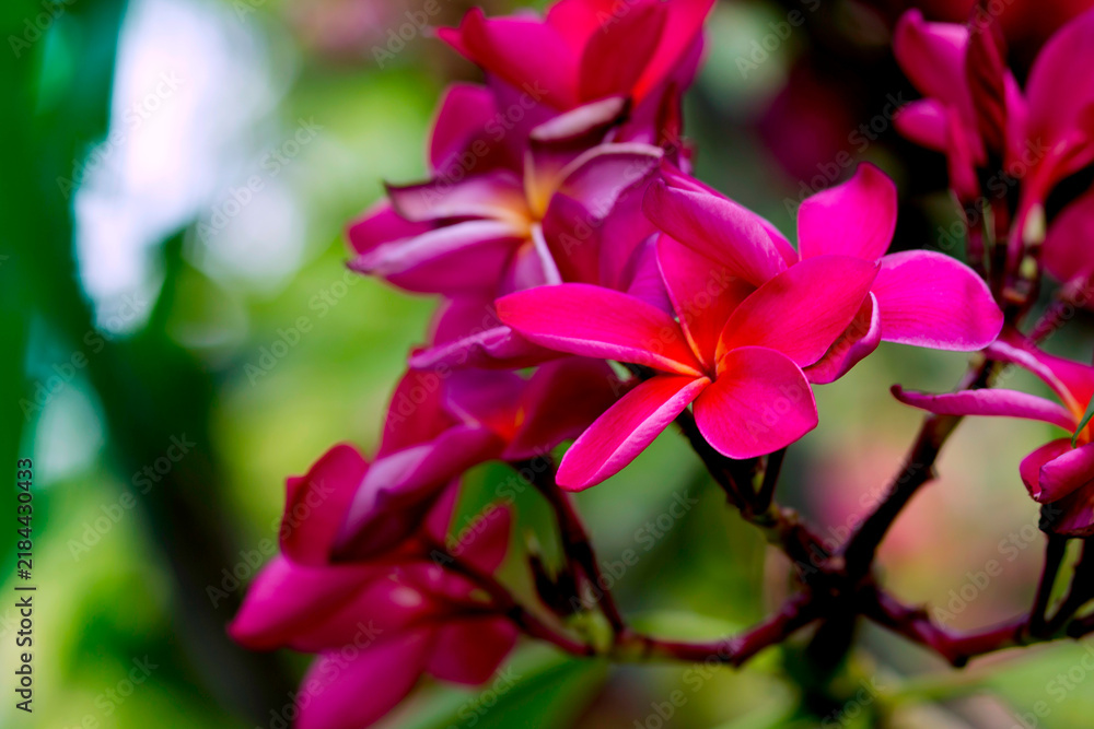 Fototapeta premium Beautiful pink plumeria flowers in nature