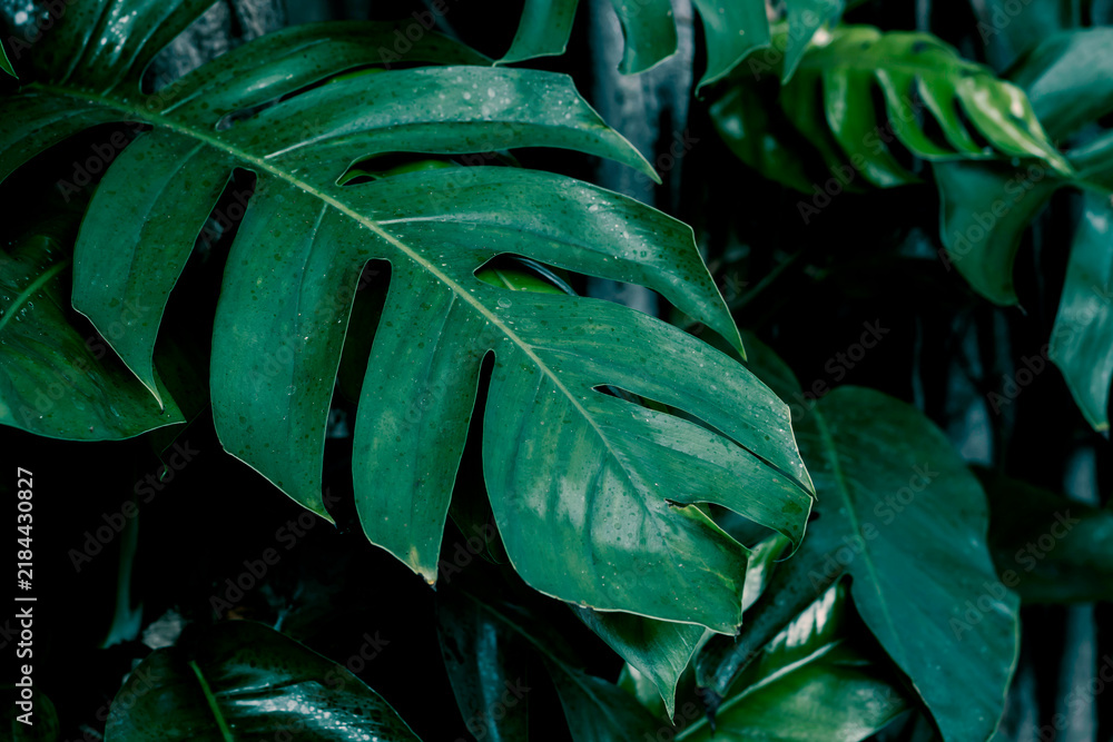 Obraz premium Tropical dark green leaf, large foliage, abstract green texture, nature background for wallpaper