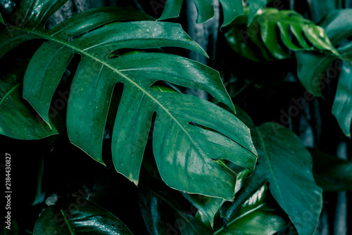 Quadro su tela Tropical dark green leaf, large foliage, abstract green texture, nature backgrou