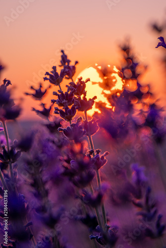 Vibrant purple lavender blossoms glowing in golden sunset light across a serene evening field