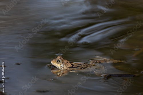 During the spawning season, the male grass frogs (Rana temporaria) do not have much time to pass on their genes, because after a few days the season is over, spawn balls, spawn clumps, Denmark