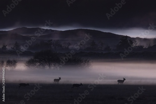The sun has long since disappeared behind the horizon, the rising ground fog begins to glow due to the reflection of the sky and appears in it as if out of nowhere, shadowy red deer (Cervus elaphus), foggy, mystical, Denmark