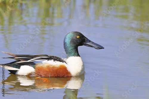 Shoveler (Spatula clypeata) swimming on a moorland lake, spring, wildlife, bird, dabbling duck, Hüde, Ochsenmoor, Lake Dümmer, Hüde, Lower Saxony, Germany