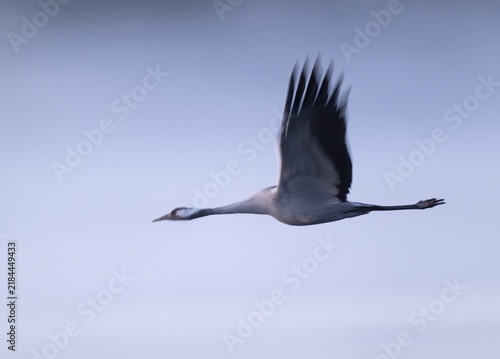 Crane (Grus grus) flying in morning light, motion blur, long exposure, puller, wiping effect, Lower Saxony, Germany