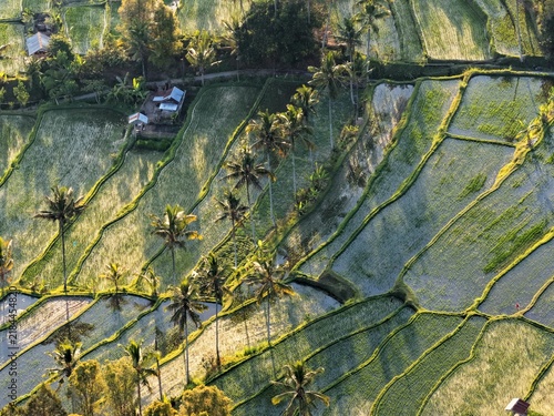 Obraz na płótnie Golden Light Over Terraced Rice Fields in Tropical Indonesia