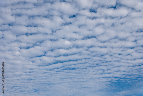 Obraz na płótnie Full-frame blue sky covered with textured altocumulus clouds forming a mackerel sky pattern, a natural atmospheric background for weather, meteorology, climate and design concepts