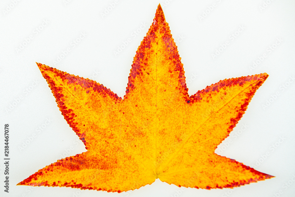 Obraz premium Leaf background with isolated maple leaves. Leaves beside colorful maple leaf texture. Leaf macro across brilliant seasonal leaves. Leaves with natural autumn leaf colors.